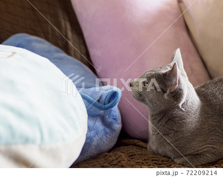 青い毛布とロシアンブルーの子猫の横顔 青い毛布とロシアンブルーの子猫の横顔 72209214