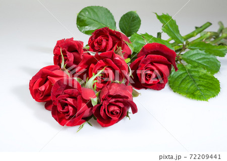 Still Life With Roses Still Life With Roses 72209441