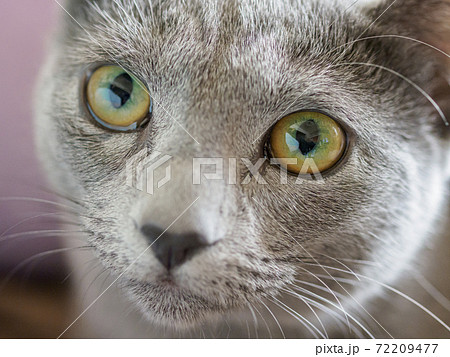 ロシアンブルーの子猫の顔 アップの写真素材