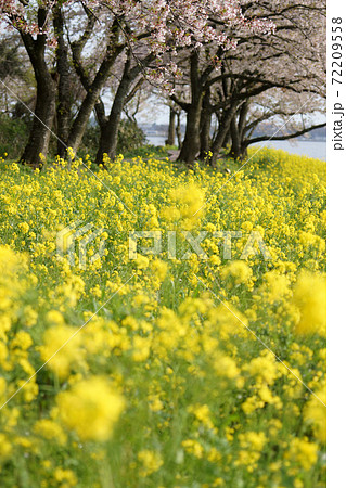 鳥取　四季の散歩　春　青島 72209558