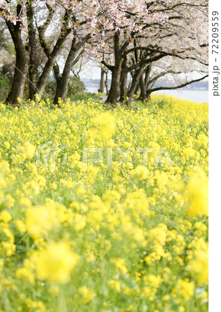 鳥取 四季の散歩 春 青島 鳥取 四季の散歩 春 青島 72209559