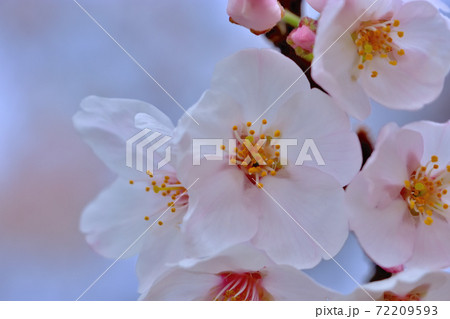 満開の桜・ソメイヨシノ 満開の桜・ソメイヨシノ 72209593