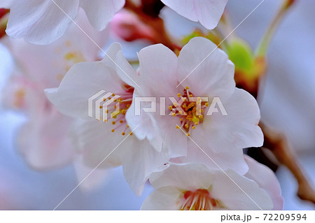 満開の桜・ソメイヨシノ 72209594