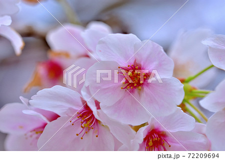 満開の桜・ソメイヨシノ 72209694