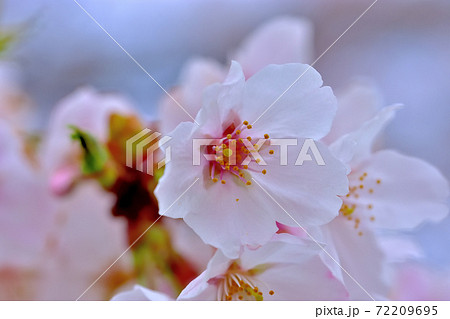 満開の桜・ソメイヨシノ 72209695
