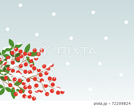 南天11 　雪 72209824