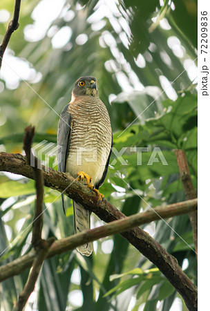The Shikra is a small predatorial bird, perched and resting under the shade of the forest. The Shikra is a small predatorial bird, perched and resting under the shade of the forest. 72209836