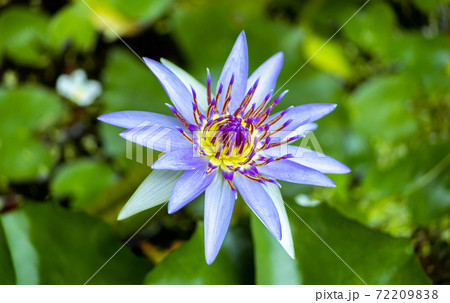 Blue Lotus flower rises above the water level and blooms in the morning, garden pond. 72209838