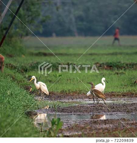 Various egret species in a paddy field together create a beautiful harmony. Various egret species in a paddy field together create a beautiful harmony. 72209839