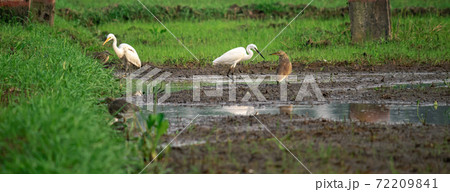 Various egret species in a paddy field together create a beautiful harmony. Various egret species in a paddy field together create a beautiful harmony. 72209841