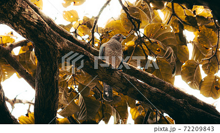 The Shikra is a small predatorial bird, perched and resting under the shade of the forest. 72209843