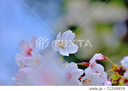 満開の桜・ソメイヨシノ 満開の桜・ソメイヨシノ 72209959