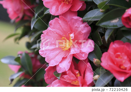 ピンク色の椿科の花　　　　 72210426