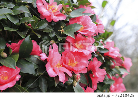 ピンク色の椿科の花 ピンク色の椿科の花 72210428