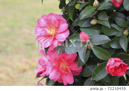 ピンク色の椿科の花　　　　 72210430