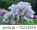 満開の又兵衛桜 72210459