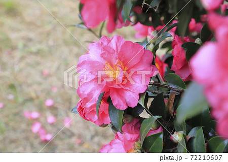 ピンク色のツバキ科の花　　 72210607
