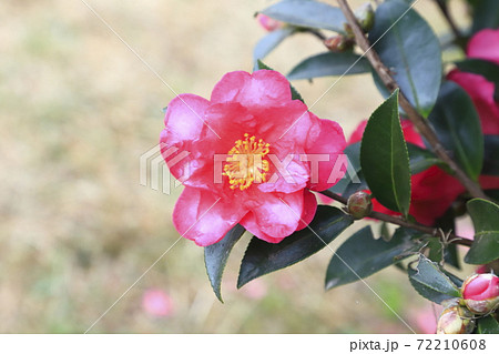 ピンク色のツバキ科の花　　 72210608