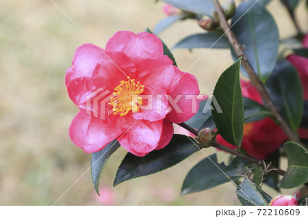 ピンク色のツバキ科の花 ピンク色のツバキ科の花 72210609