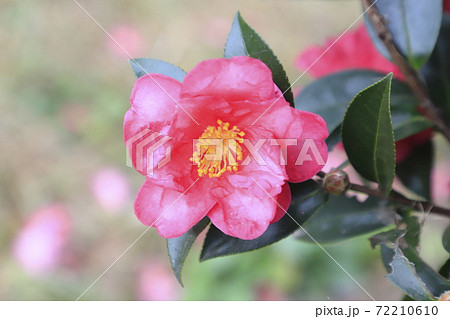 ピンク色のツバキ科の花 ピンク色のツバキ科の花 72210610