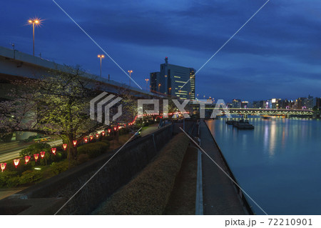 [東京・浅草] 隅田公園の花見のライトアップの夜景 72210901