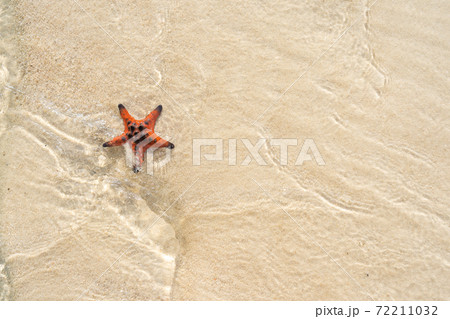 Orange starfish in the shallow tropical water Orange starfish in the shallow tropical water 72211032