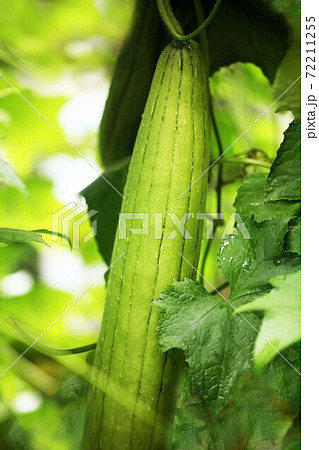 野菜　ヘチマの若い実が育つ 72211255