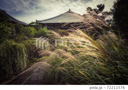 京都、常林寺のススキと萩の花が美しい境内風景 72211576