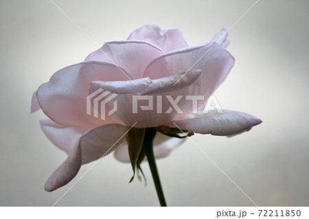 ロイヤルハイネスという名のバラ ロイヤルハイネスという名のバラ 72211850