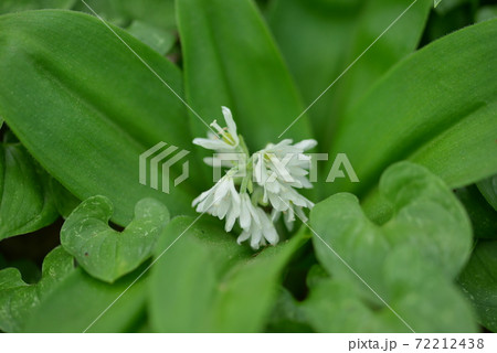 燕万年青 燕万年青 72212438