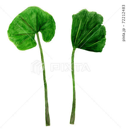 フキの水彩イラストのイラスト素材