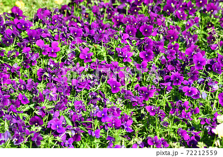 春に紫色の小さな花を咲かせた植物を撮影した写真の写真素材