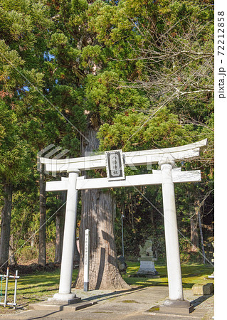 天然記念物の杉巨木　上野八幡神社　秋田県　 72212858