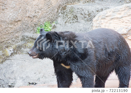 ツキノワグマ 72213190