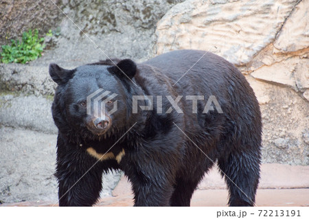 ツキノワグマ 72213191
