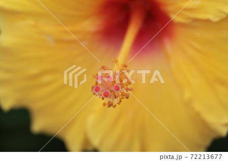 Big flower of hibiscus and the green leaves at the nature 72213677