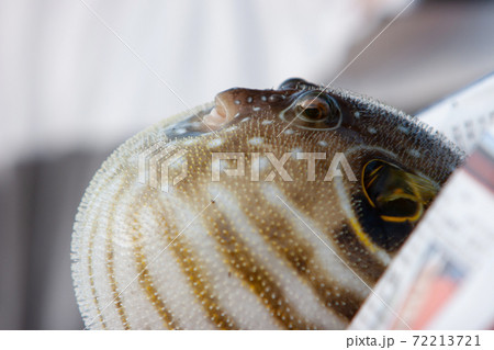 7 Juily 2007 fish fugu, poisonous fish, also known as puffer fish. 72213721