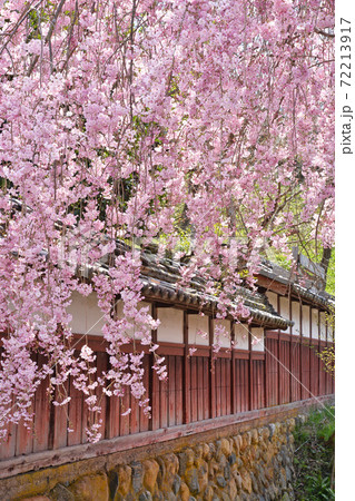 ≪京都 満開の枝垂れ桜≫ 京都府京丹波町 春イメージ ≪京都 満開の枝垂れ桜≫ 京都府京丹波町 春イメージ 72213917
