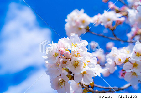 上田城の桜と青空 【長野県】 上田城の桜と青空 【長野県】 72215265
