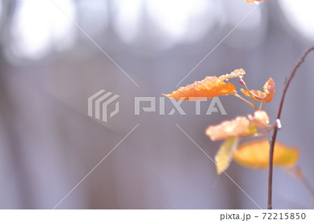 冬の彩　冬の色 72215850