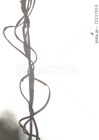 冬の色 冬の色 72217033