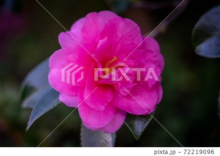 ツツジの花 72219096