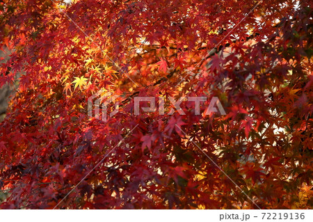 紅葉 72219136
