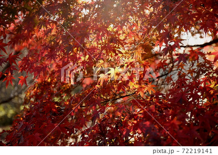 紅葉 72219141