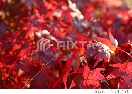 紅葉 72219151