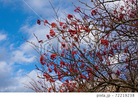 ナナカマド ナナカマド 72219238
