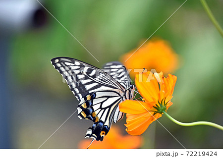キバナコスモスにとまるナミアゲハ 72219424