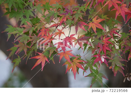カエデの紅葉 カエデの紅葉 72219566