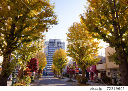 宇都宮市 宇都宮市役所とイチョウ並木 宇都宮市 宇都宮市役所とイチョウ並木 72219605