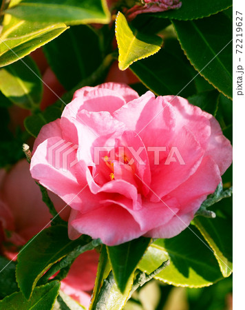 美しいサザンカ（山茶花）(自然質感) 72219627